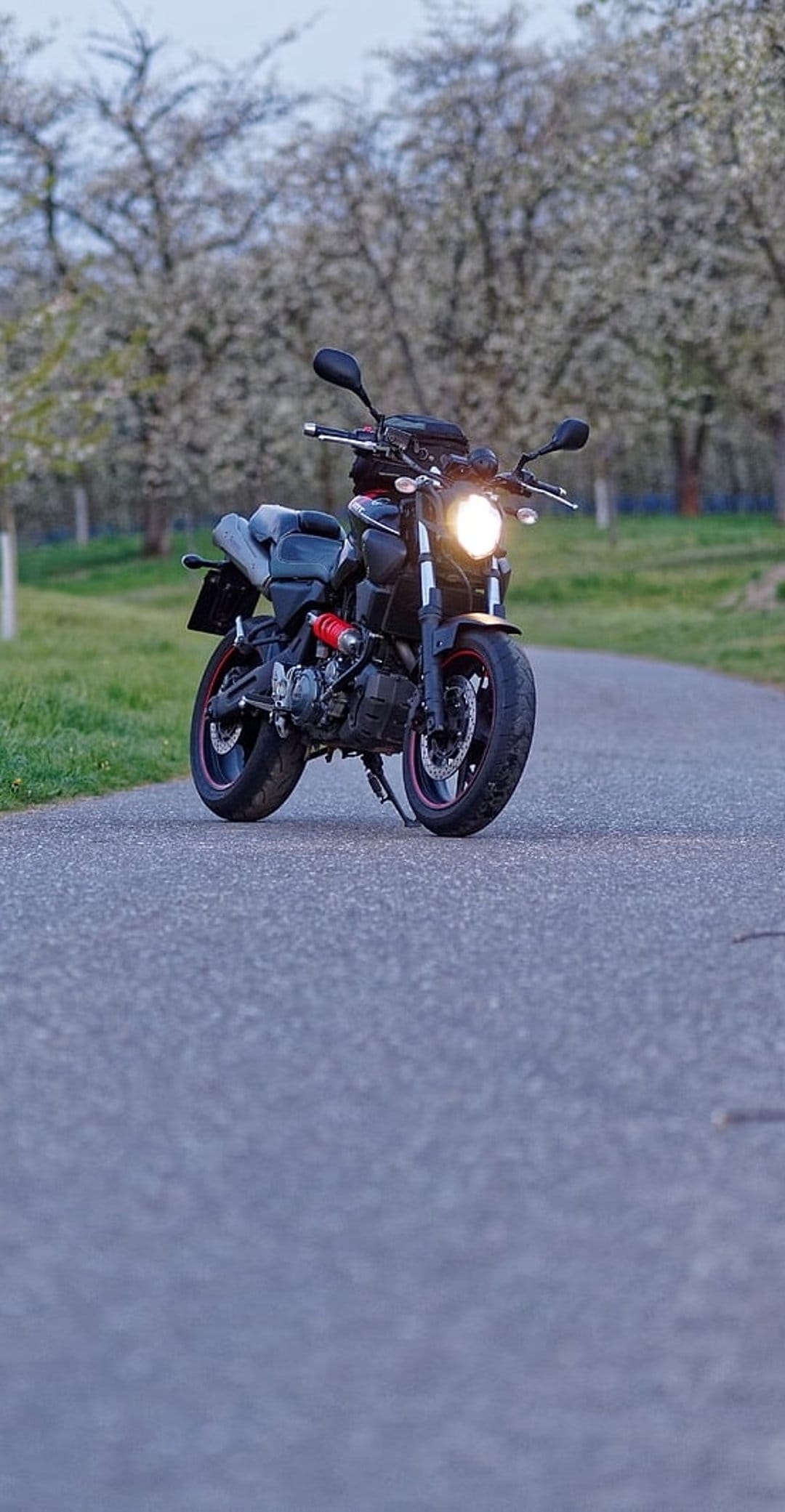 Black motorcycle with a glowing headlight parked on asphalt between green grass and white flowering spring trees.