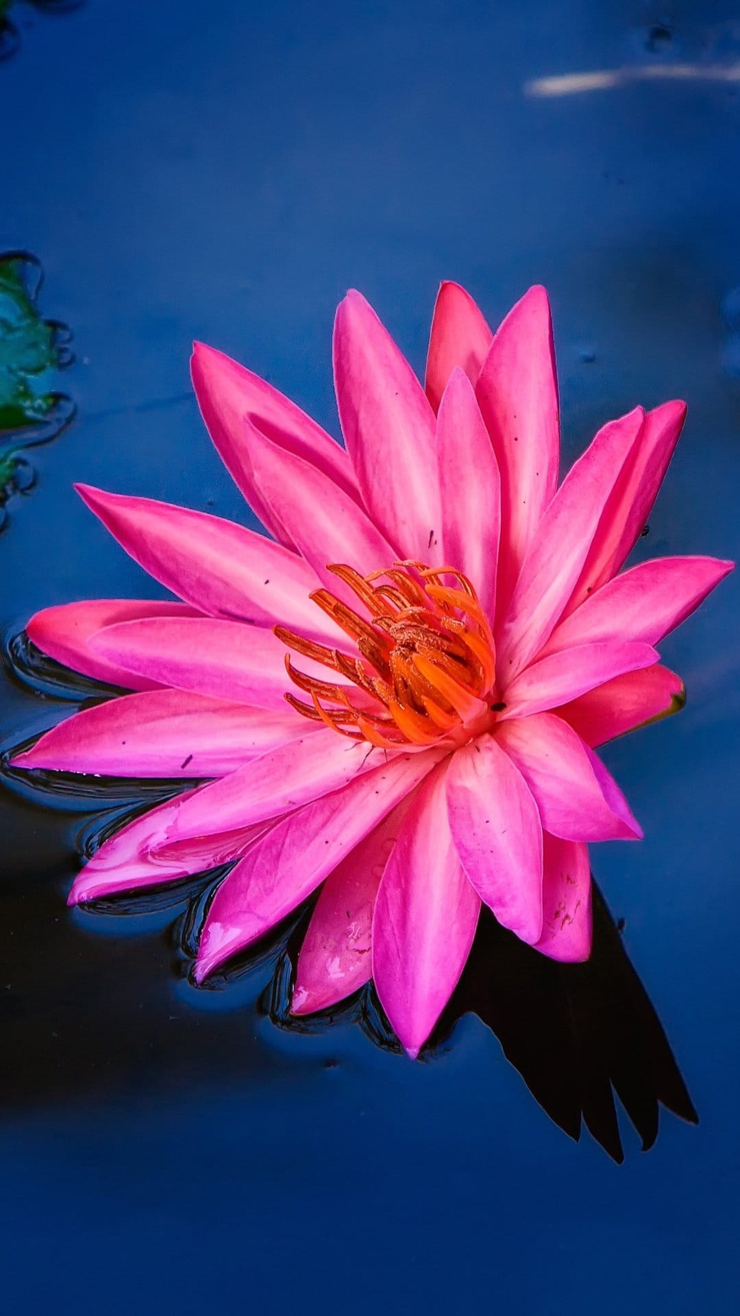Pink water lily with an orange center reflects on calm dark blue water in a vertical botanical composition.