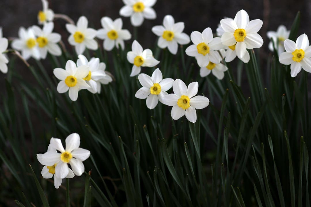 White daffodils with bright yellow centers bloom among dark green leaves in a close-up botanical scene.