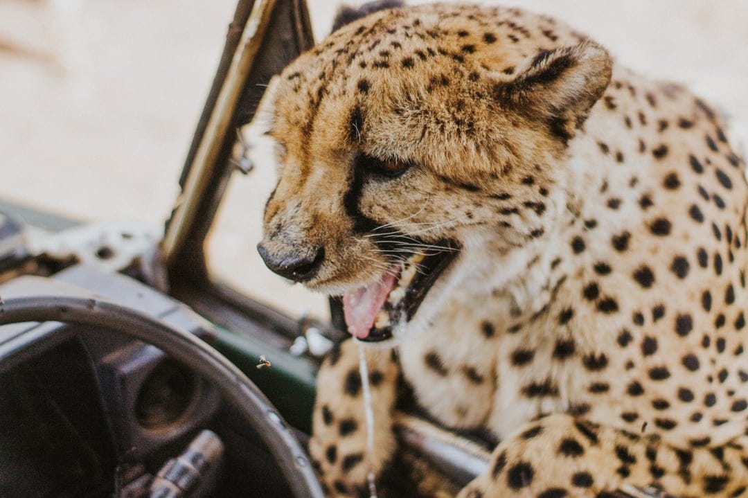 Cheetah yawning with mouth open and saliva dripping from its tongue while leaning into a dark car interior.