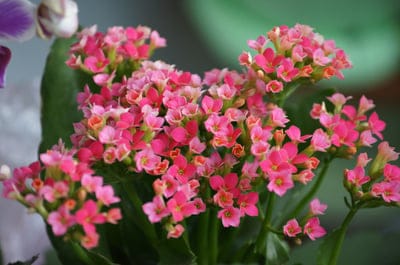 Pink Kalanchoe flower clusters bloom amidst dark green succulent foliage in a close-up vertical composition.