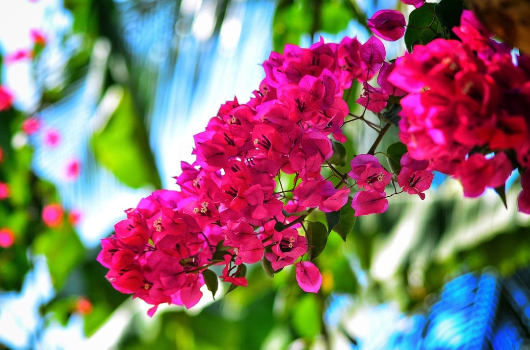 Pink bougainvillea flowers cluster together against a blurred green leaf backdrop and a clear blue summer sky.