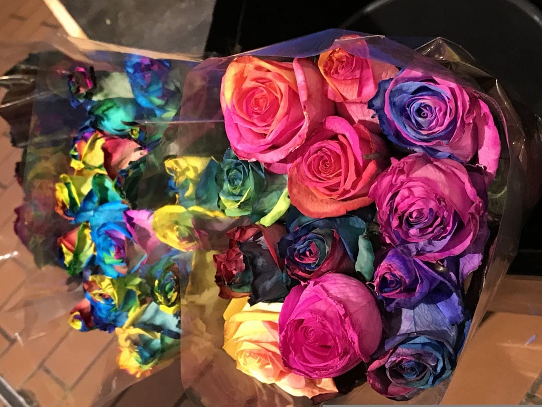 Rainbow roses with multi-colored petals are bundled in clear cellophane wrapping under bright studio lighting.