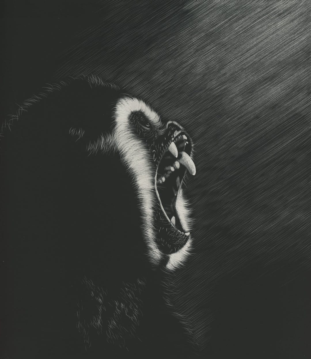 Baboon roaring with mouth wide open showing teeth and tongue in a high-contrast black and white charcoal drawing.