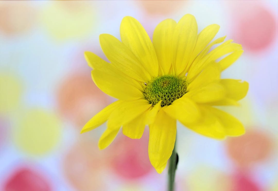Yellow daisy with delicate curved petals and a green center rests against a blurred pastel bokeh background.