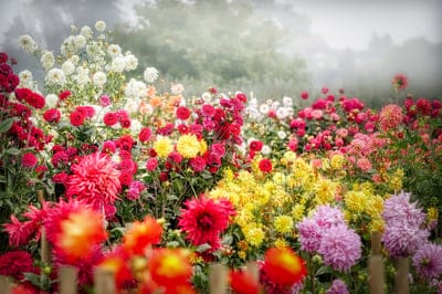 dahlia flower,blossom,bloom,garden,nature,close up,mac wallpaper,laptop wallpaper,floral background,garden,flower,flora fall,beautiful wallpaper,flower wallpaper,plant,petal,structure,template,windows wallpaper