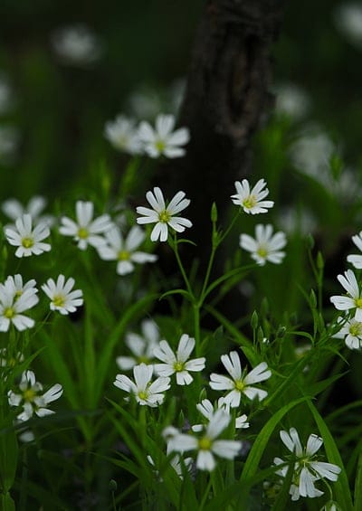 starflower, white flower, wildflower, nature, spring bloom, summer flowers, green grass, forest floor, botanical, floral, delicate, serene, soft focus, macro photography, outdoor, garden, meadow, natural beauty, plant, flora, blooming, foliage