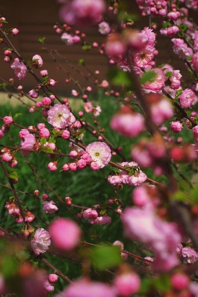 pink flowers, flowering almond, spring blossoms, double flowers, floral photography, nature close-up, tree blossoms, pink petals, spring nature, garden flowers, seasonal beauty, delicate flowers, blooming branches, almond tree, pink bloom, new growth, springtime, outdoor photography, floral details, pretty in pink, botanical beauty, flowering branches
