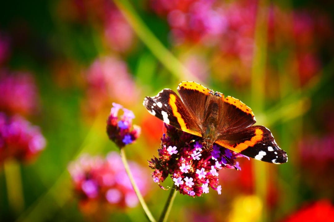 Brown and orange butterfly perches on small purple flowers with a blurred pink and green garden background.