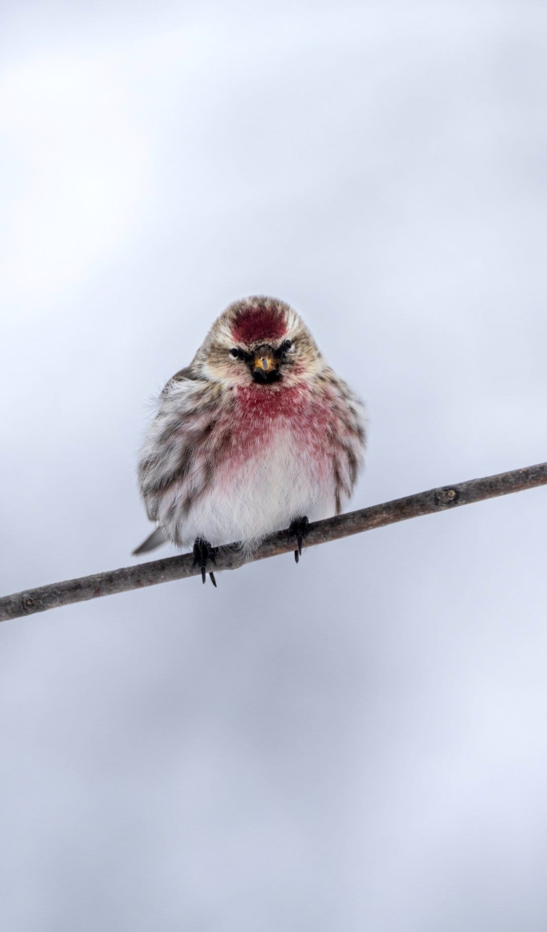 Redpoll bird with crimson markings perches on a bare winter twig amidst a soft white and gray snowy background.