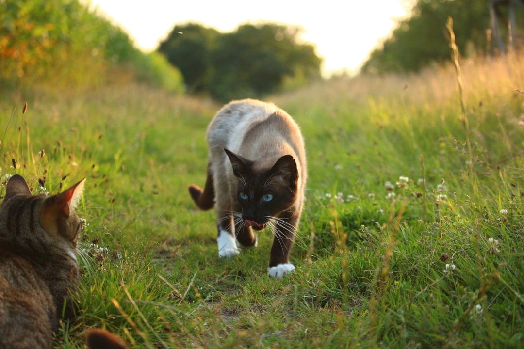 Siamese cat with blue eyes walks on a sunny path while a tabby cat rests in the foreground of a grassy field.