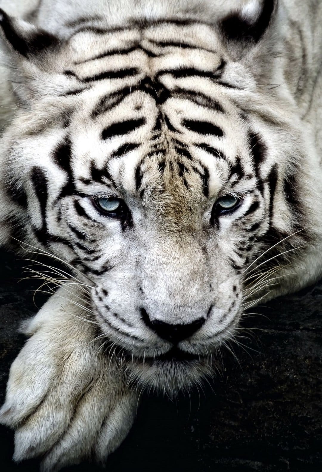 White tiger with vivid blue eyes and black stripes rests its head near a large paw in a tight facial close-up.