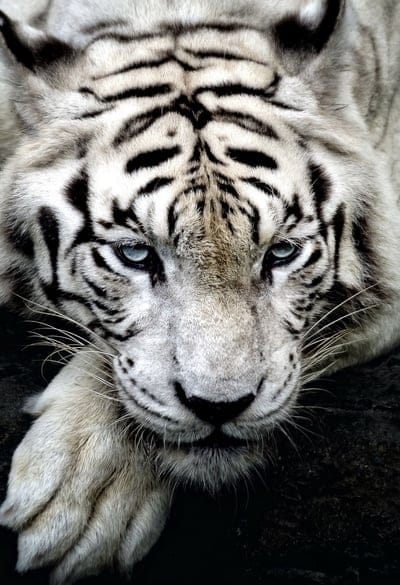 tiger,white tiger,predator,glance,paw