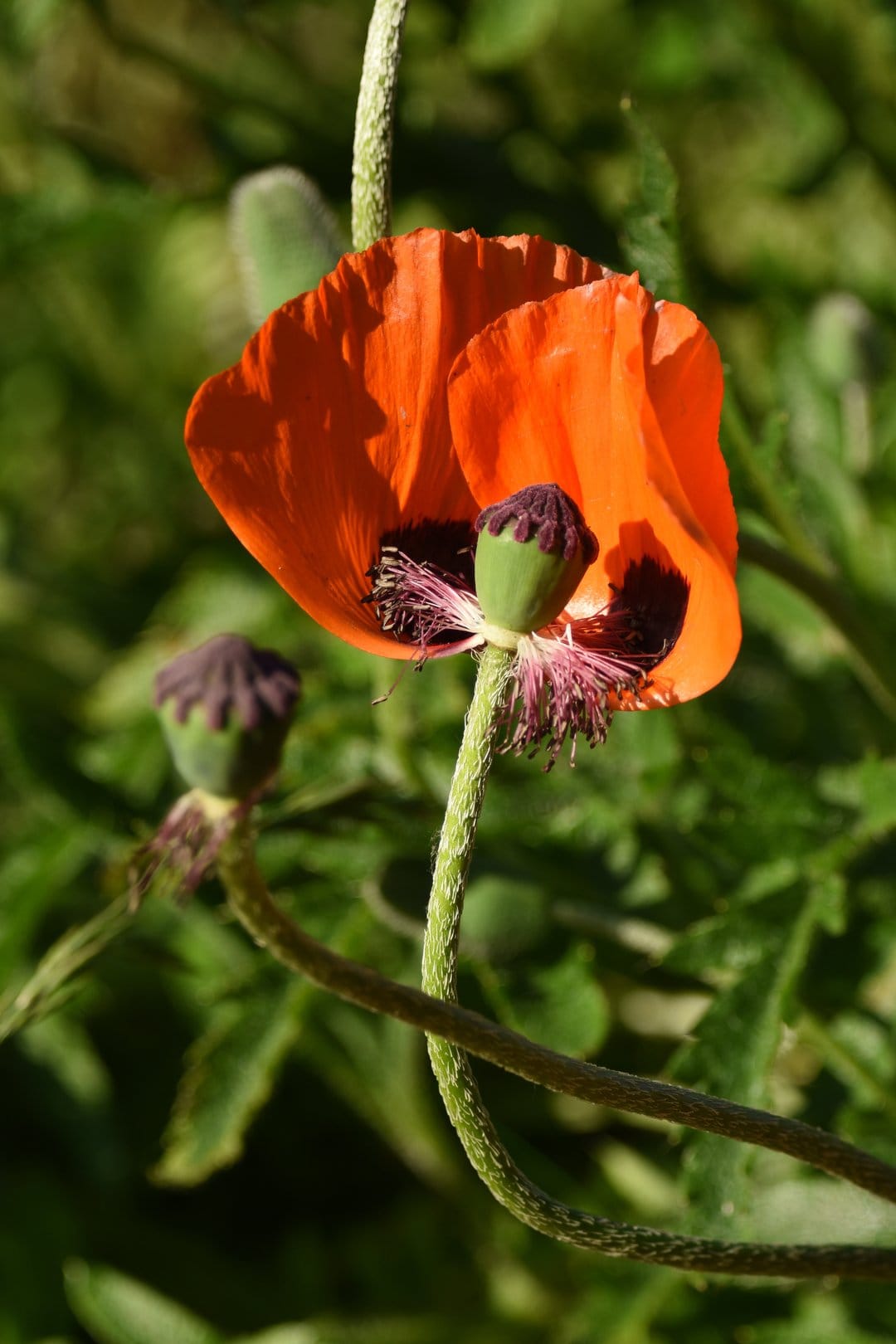 Orange poppy flower with crinkled petals and fuzzy green seed pods set against a soft green botanical backdrop.