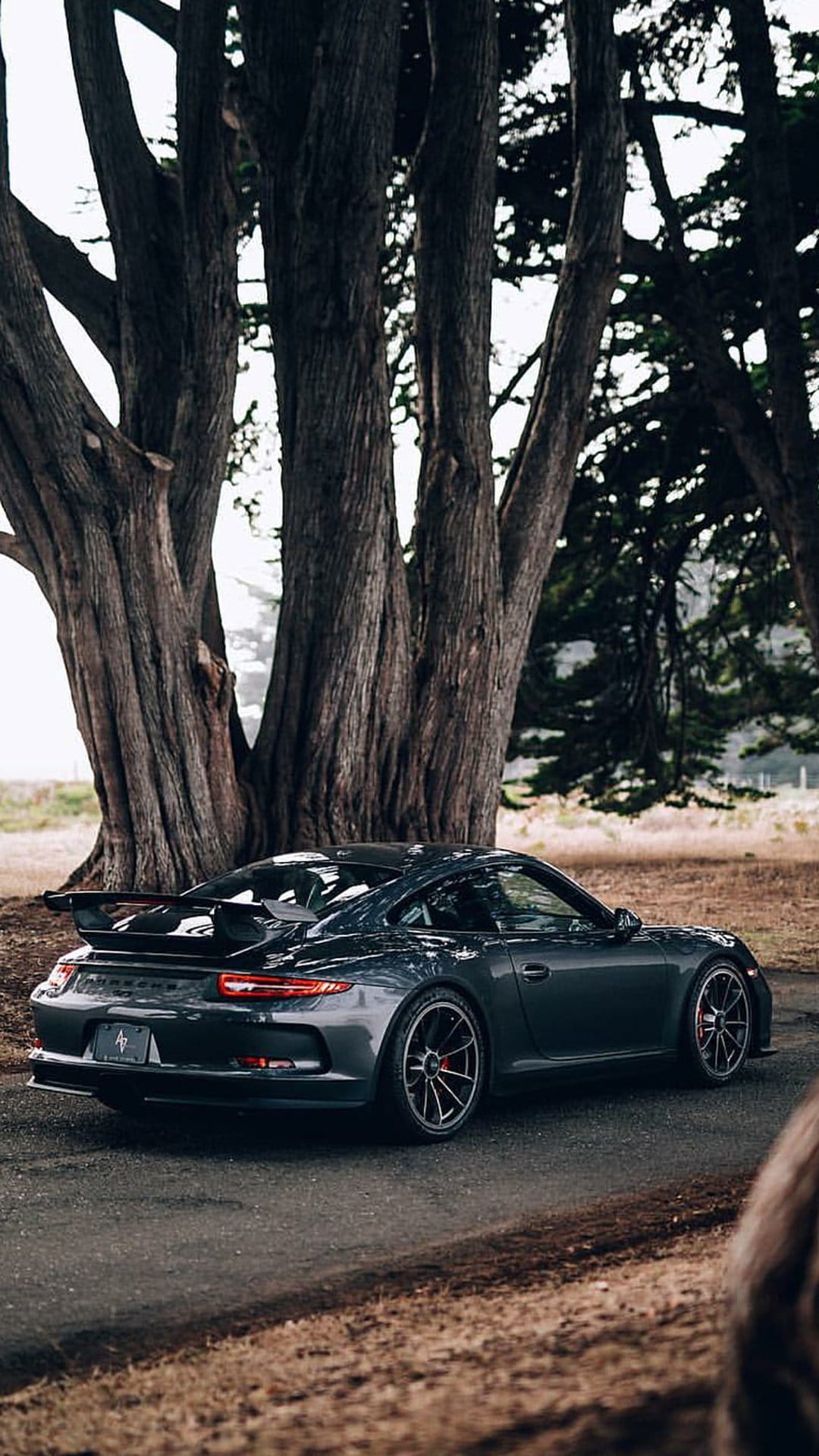 Dark gray Porsche GT3 with a rear spoiler parked on a road between massive, textured cypress tree trunks.