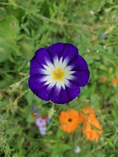 Purple and white star-shaped flower with a yellow center and tiny water droplets on petals in a garden.