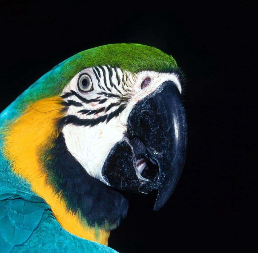 Blue and Gold Macaw with a green crown and curved beak rests against a dark background in a vertical close-up.