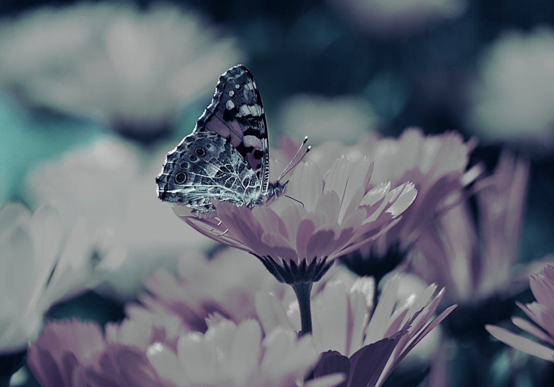Butterfly with patterned wings perches on a pink daisy flower against a blurred purple and blue background.