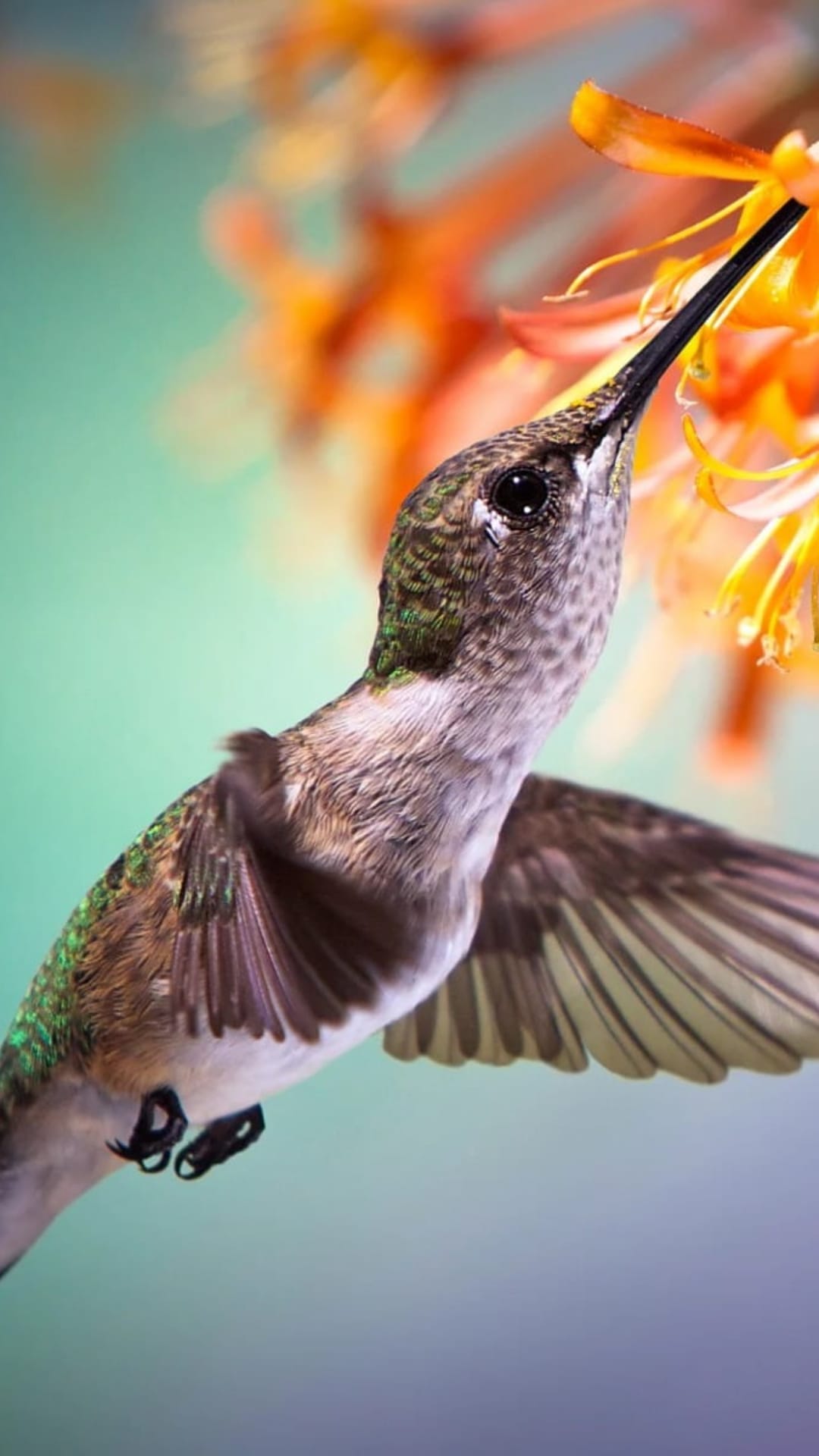 Hummingbird with a long beak feeds from orange flower blossoms against a blurred teal and purple background.