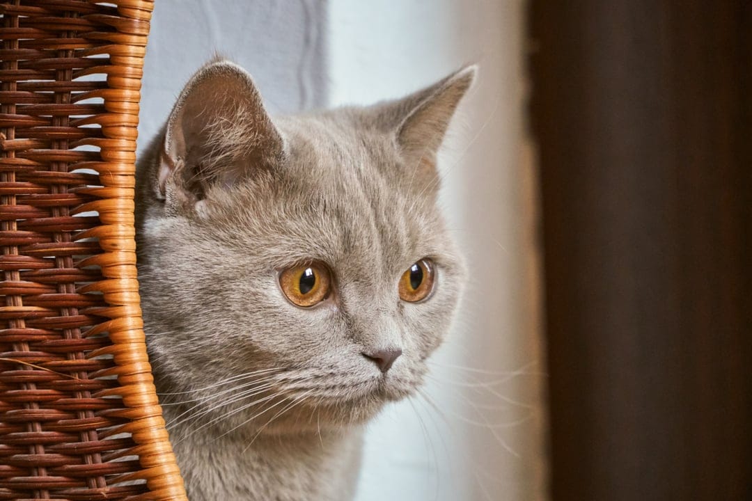 British Shorthair cat with amber eyes peeks from a woven wicker basket with a soft blurred background.