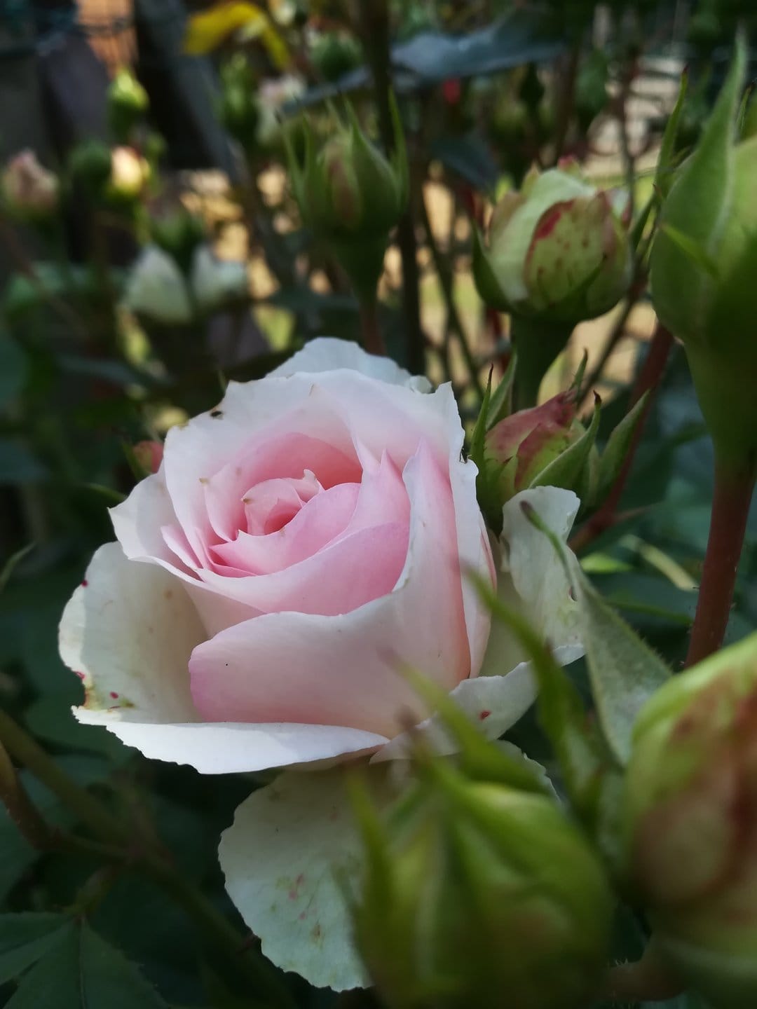 Pink rose bloom with cream edges surrounded by green buds against a blurred garden backdrop in soft sunlight.