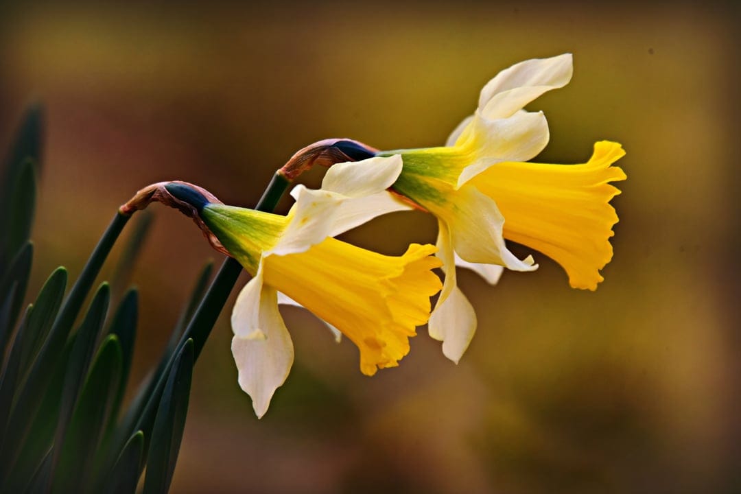 Two yellow and white daffodils with central trumpets bloom against a soft-focus brown and green background.