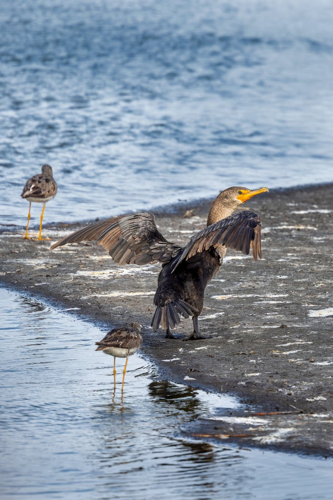 Cormorant with spread wings stands on a dark sandy shore near two sandpipers and calm blue coastal water.