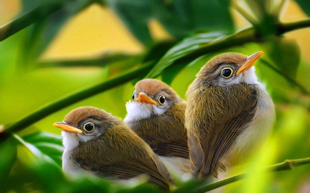 Three small brown birds with orange beaks huddle together on a green branch against a blurred forest background.