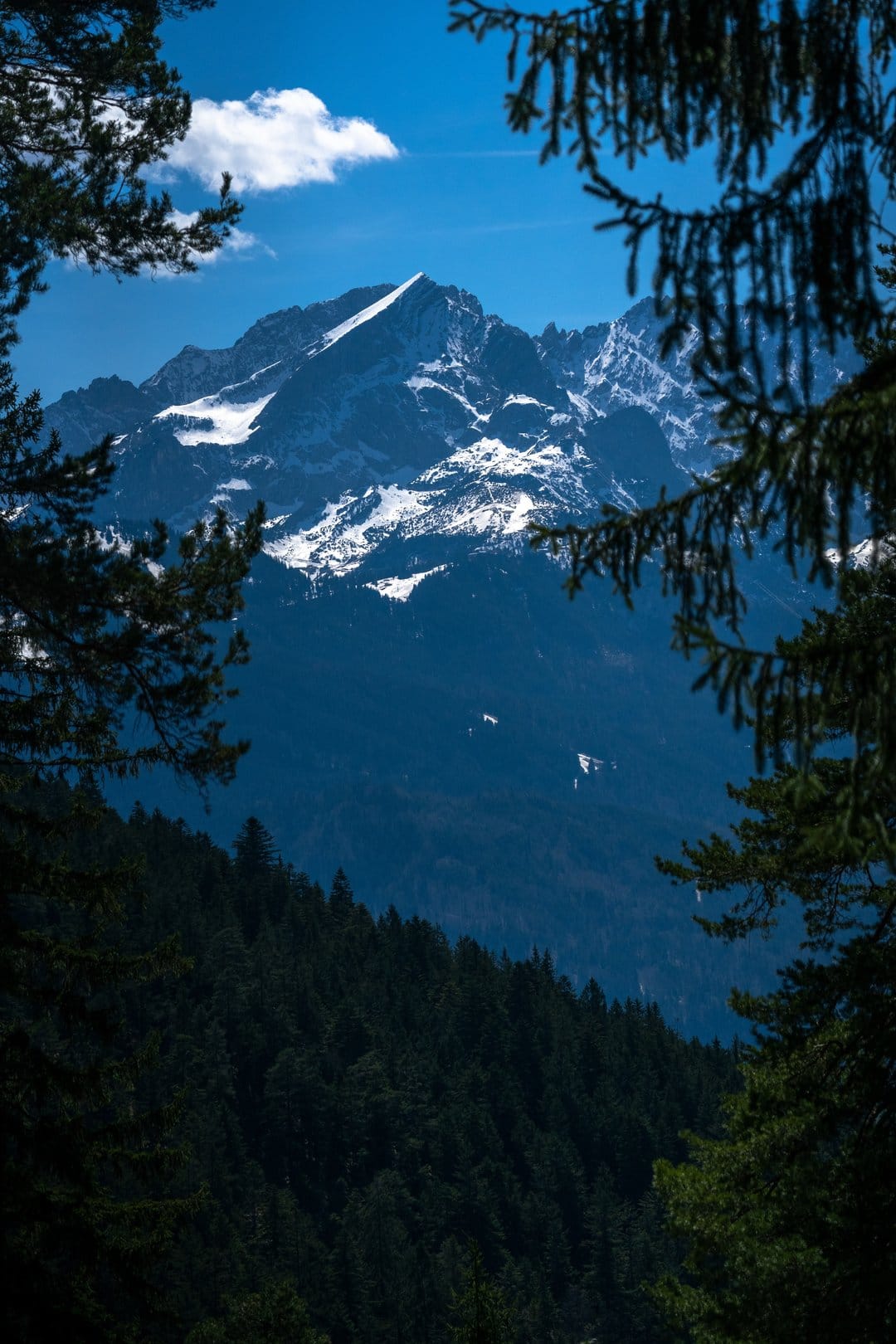 Snow-capped mountain peak viewed through blurred pine branches under a clear blue sky with a single white cloud.