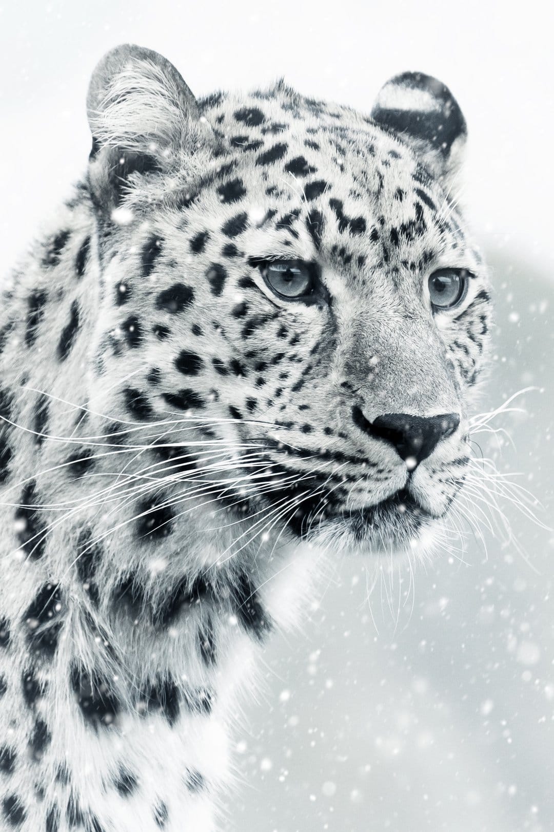 Snow leopard with bright blue eyes stares forward during a snowfall against a blurred, white winter background.