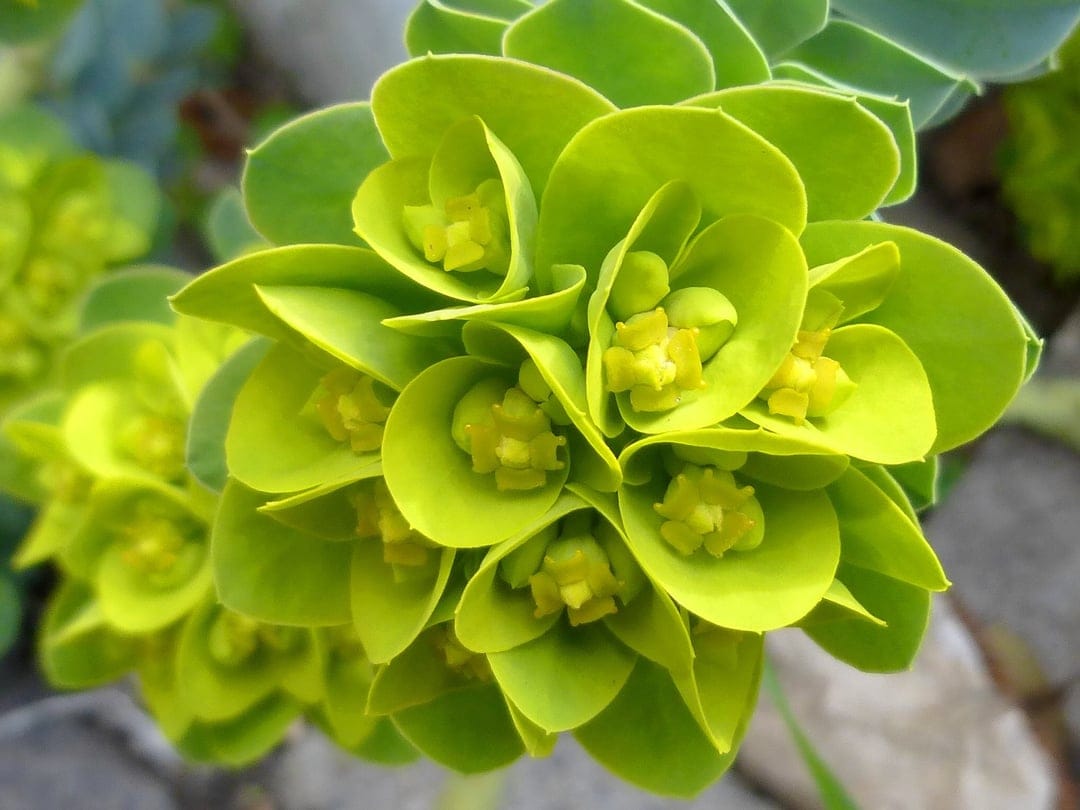 Euphorbia flower cluster with lime green bracts and small yellow blooms against a soft blurred background.