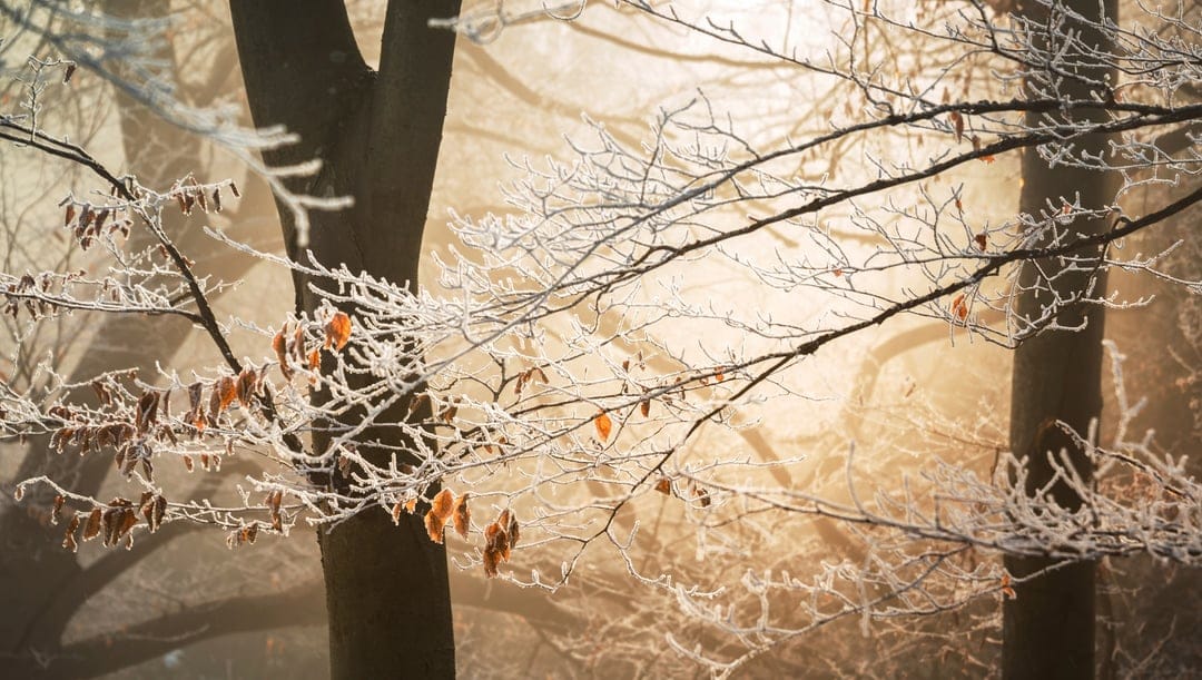 Frosted tree branches with ice crystals glow under warm golden sunrise light against a misty forest background.
