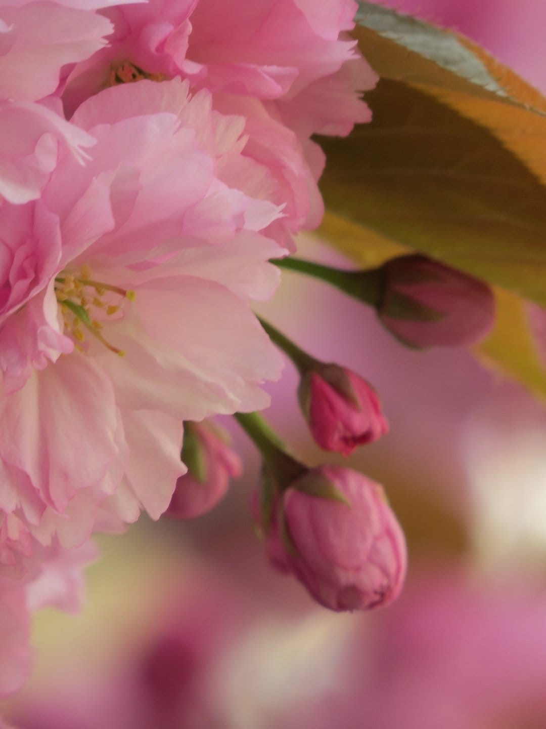 Pink cherry blossoms and unopened buds cluster on a branch against a blurred, soft pink and white background.