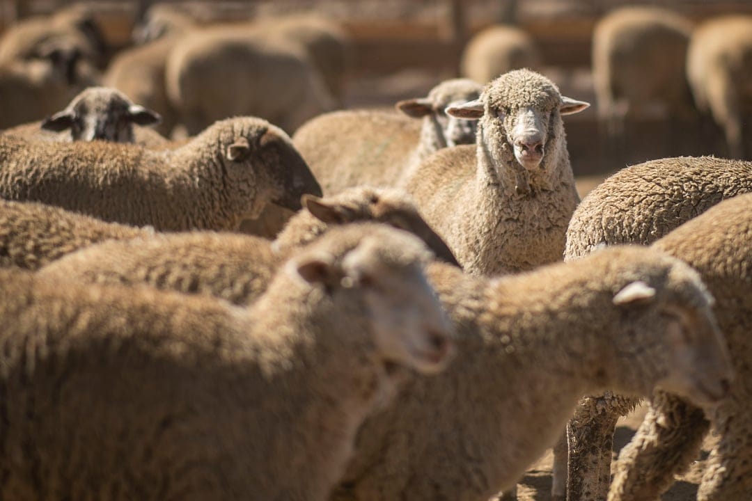 Sheep with fluffy cream-colored wool look directly into the camera from a crowded outdoor farm pen.
