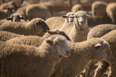 sheep wallpaper,sheep background,animal,sheep stock,sheepfarm