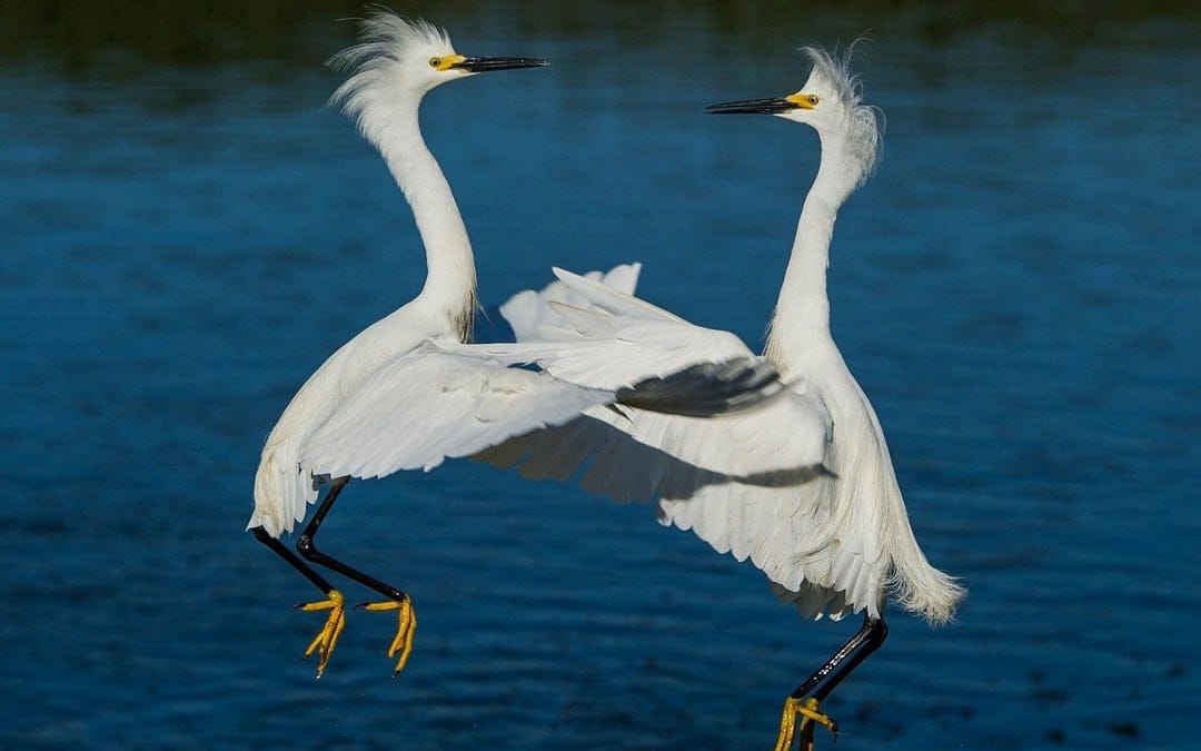 Two snowy egrets with wings spread and crests raised dance over deep blue water with yellow beaks visible.