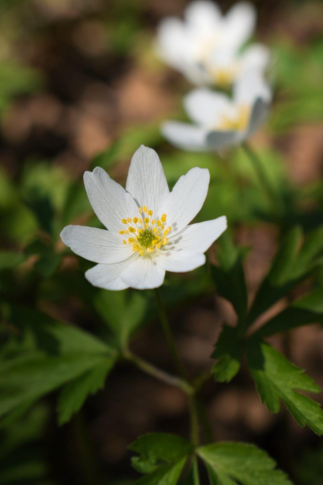 White anemone blossom featuring yellow stamens grows in a sunlit spring woodland with a blurred green background.