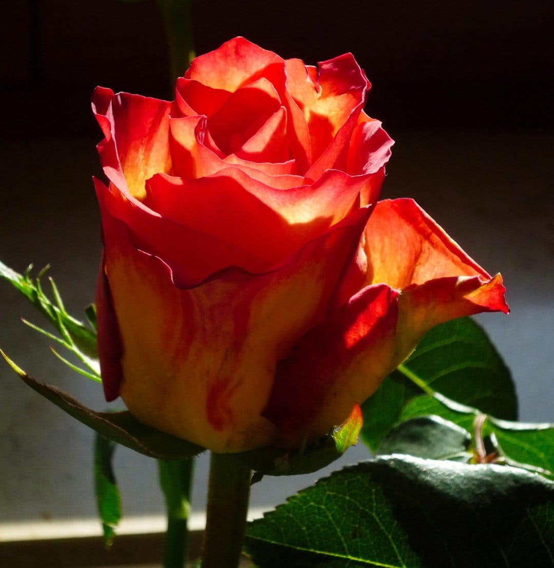 Red and yellow bicolor rose petals with sunlit textures, dark background, and green leaves in macro view.