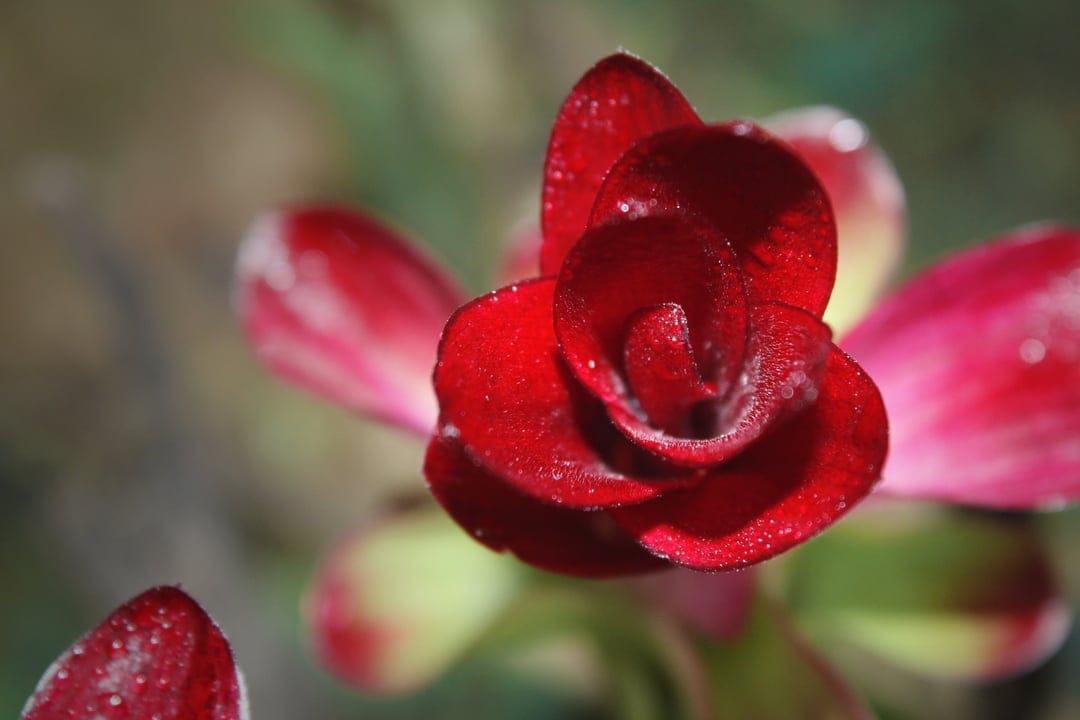 Deep red succulent flower with glistening water droplets on its velvety petals against a soft green background.