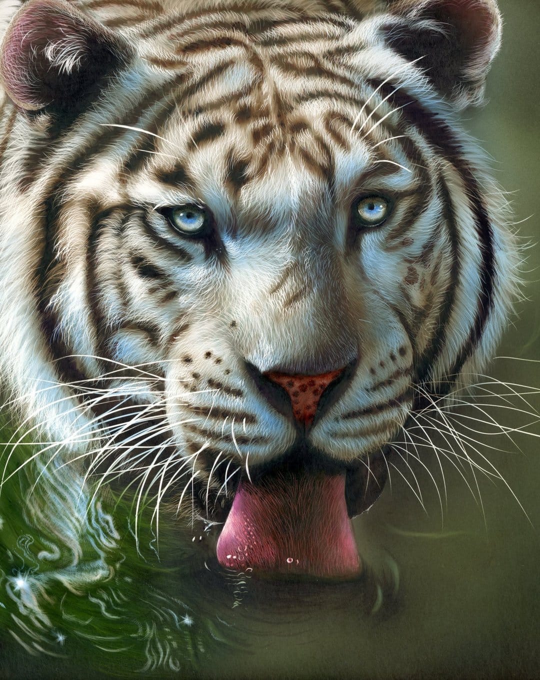 White tiger with blue eyes drinking water from a green pool with its pink tongue extended and fur in detail.