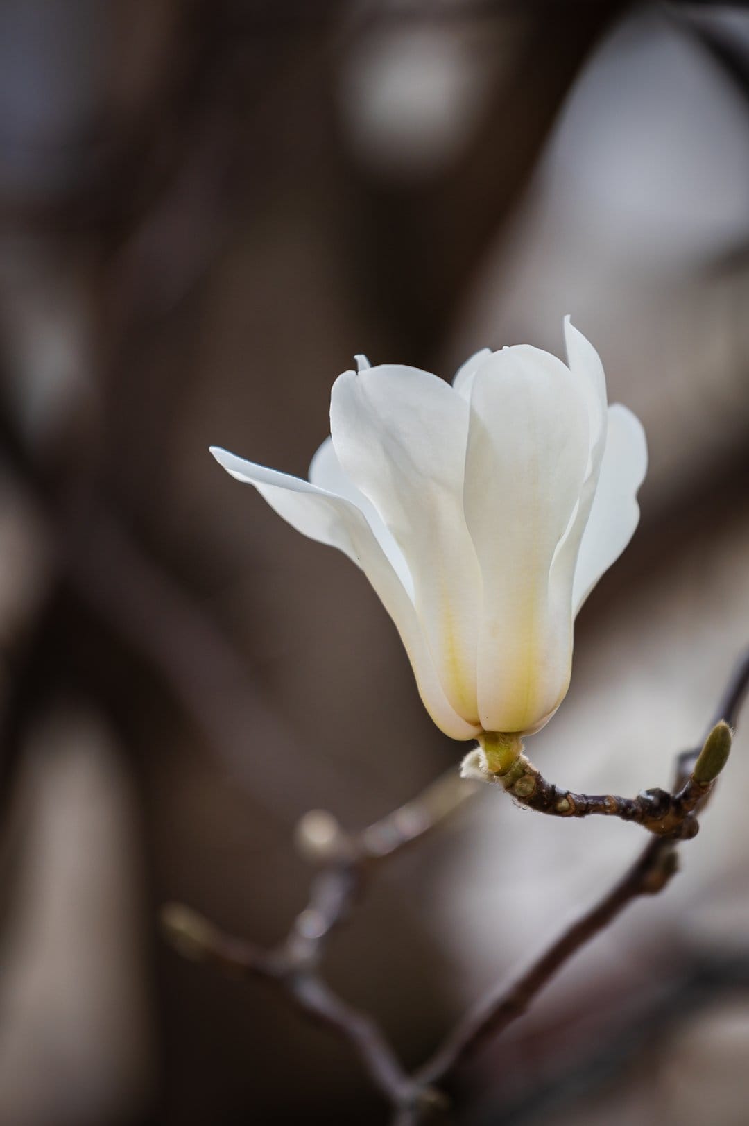 White magnolia flower with creamy petals opens on a brown branch against a blurred warm gray background.