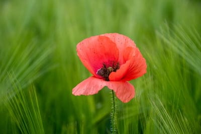 Red poppy flower with delicate crimson petals stands in a blurred green meadow with soft summer lighting.
