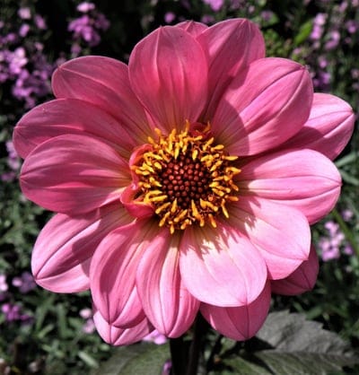 pink dahlia, dahlia flower, flower close-up, floral photography, garden flower, blooming flower, summer flower, nature photography, botanical, pink petals, yellow center, macro flower, flower blossom, garden beauty, floral details, dahlia bloom, outdoor photography, seasonal flower, vibrant colors, delicate petals, natural beauty, purple flowers, green foliage