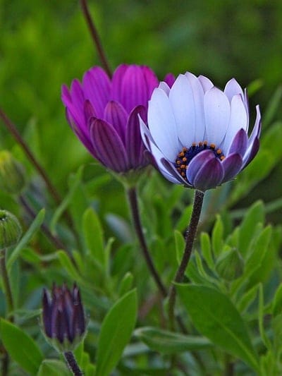 African daisies in purple and white bloom amidst green leaves and buds in a vertical floral close-up view.