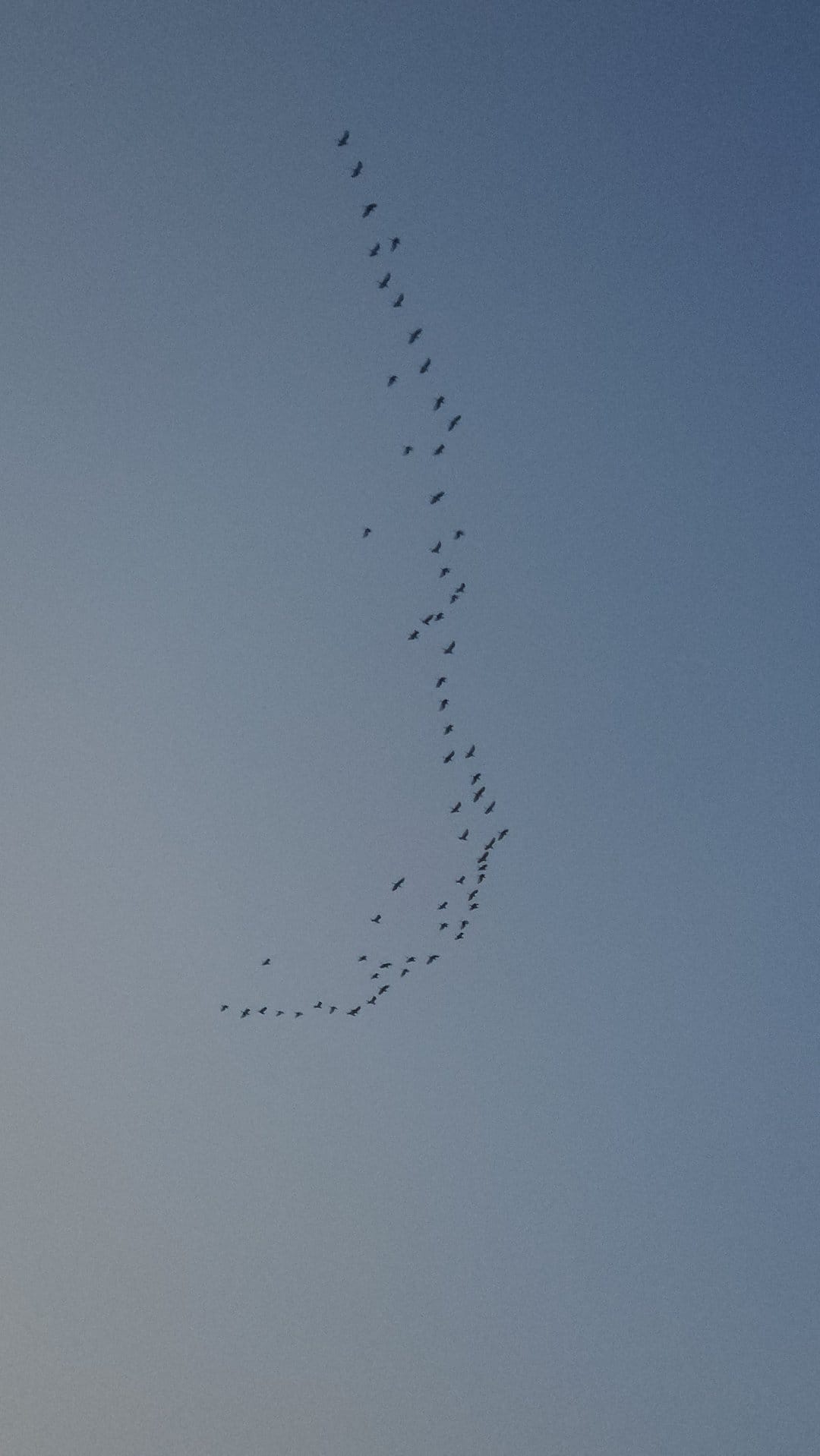 Migratory birds in a V-shaped formation fly through a clear light blue sky during a daytime journey.