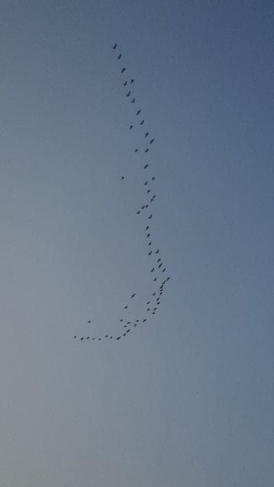 birds,flock,sky,nature