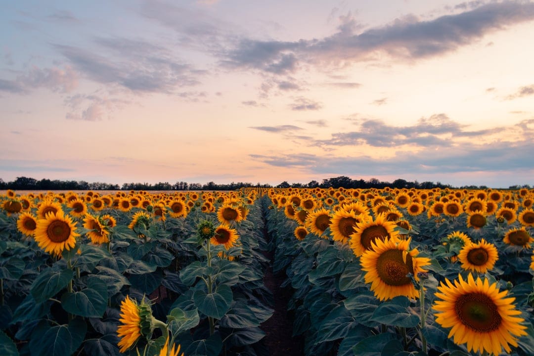 Sunflowers face a glowing orange sun under a cloudy sky in a sprawling field during the golden hour.