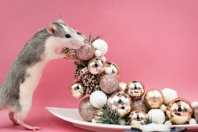 adorable,animal,background,laptop wallpaper,beautiful,HD wallpaper,box,Mac wallpaper,bright,celebration,4K wallpaper,free wallpaper,close up,Windows wallpaper,desktop backgrounds,free background,cool backgrounds,nature,color,copy space
