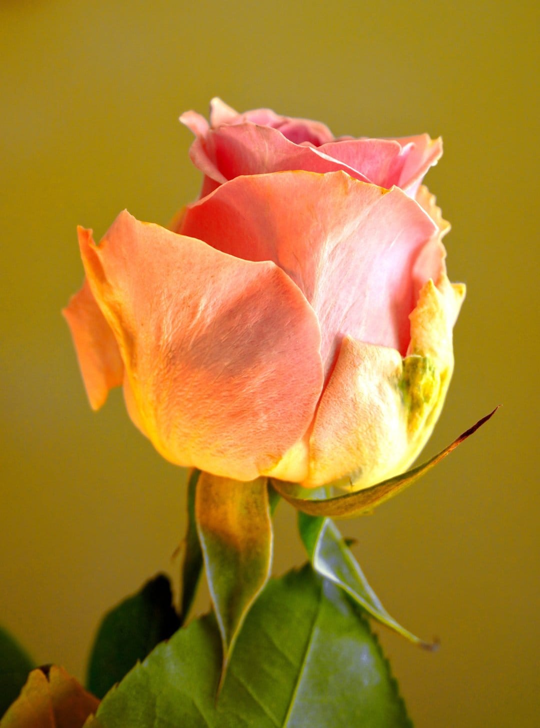 Peach rose petals in full bloom showcase soft textures and subtle gradients against a warm yellow background.