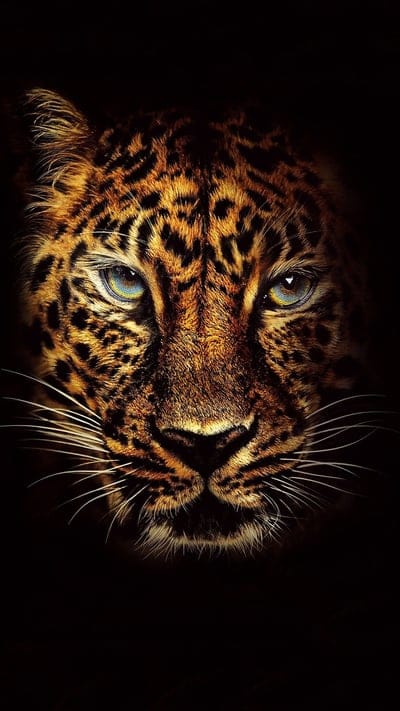 Leopard, wild cat, animal portrait, Joker, cinematic icons, DC Comics, villains, fierce, multi-Joker, Heath Ledger, Joaquin Phoenix, Jack Nicholson, playing cards, urban chaos, Gotham, character study, artistic compilation, dark themes, pop culture, iconic scenes, film legends, graphic design, abstract, digital art, power, enigma, movie art